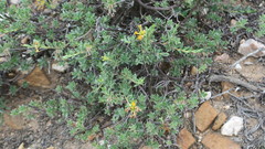 Lasiosiphon meisnerianus