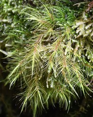 Dicranoloma menziesii