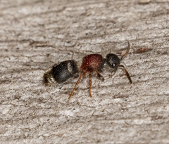 Ephutomorpha cordatiformis