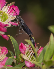 Rhagigaster scalae