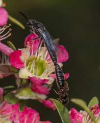 Rhagigaster scalae