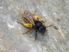Andrena rogenhoferi