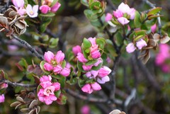 Boronia rhomboidea