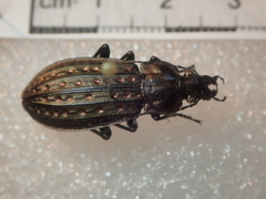 Carabus clatratus clatratus