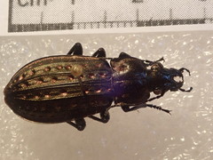 Carabus clatratus clatratus