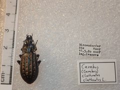 Carabus clatratus clatratus