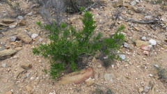 Dodonaea viscosa angustifolia