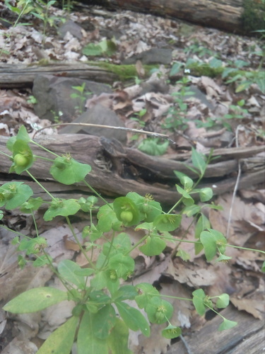 Euphorbia amygdaloides image