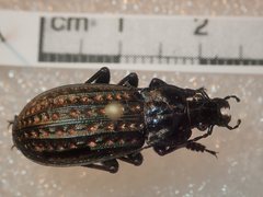 Carabus clatratus clatratus