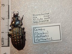 Carabus clatratus clatratus