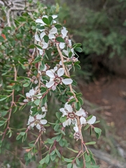 Leptospermum glaucescens