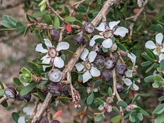 Leptospermum glaucescens