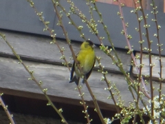 Spinus barbatus