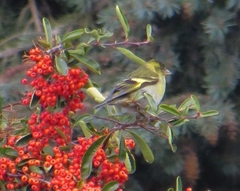 Spinus barbatus