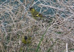 Spinus barbatus