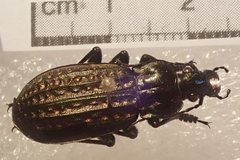 Carabus clatratus clatratus
