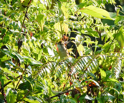 Thick-billed Warbler (Arundinax aedon), photo 9