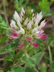 Trifolium vesiculosum