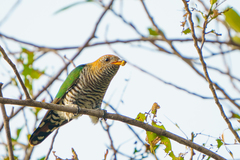 Chrysococcyx maculatus