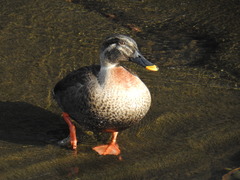 Anas platyrhynchos × zonorhyncha