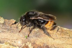 Bombus quadricolor
