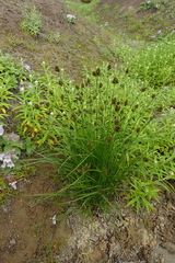 Carex macloviana