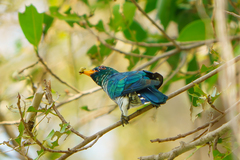 Chrysococcyx maculatus