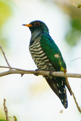 Chrysococcyx maculatus