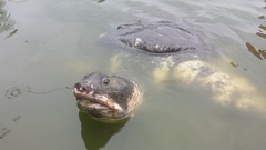 Black Softshell Turtle photo 2