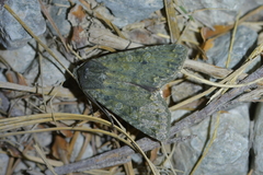 Ichneutica virescens