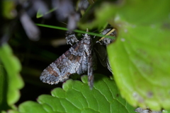 Pasiphila halianthes