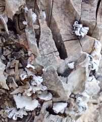 Schizophyllum commune