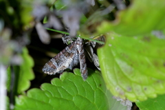 Pasiphila halianthes