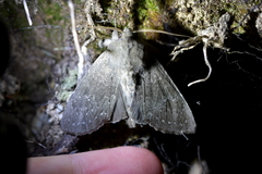 Ichneutica nullifera