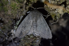 Ichneutica nullifera