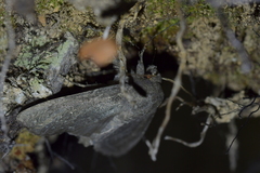 Ichneutica nullifera