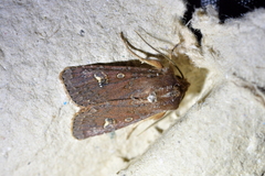 Ichneutica agorastis