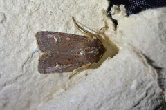 Ichneutica agorastis