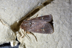 Ichneutica agorastis