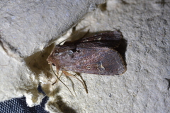 Ichneutica agorastis
