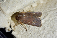 Ichneutica agorastis