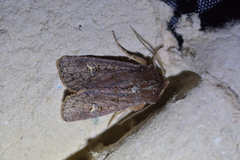 Ichneutica agorastis