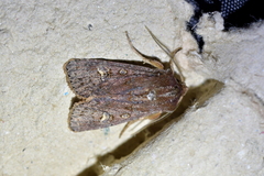 Ichneutica agorastis