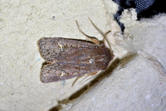 Ichneutica agorastis