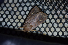 Ichneutica agorastis