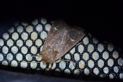 Ichneutica agorastis