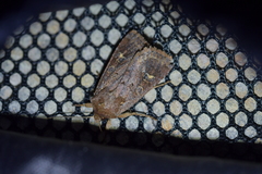 Ichneutica agorastis