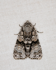 Cycloprora nodyna
