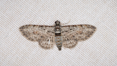 Sigilliclystis insigillata