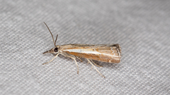 Ptochostola microphaeellus